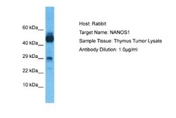 NANOS1 Antibody, Novus Biologicals 100 &mu;L; Unconjugated:Antibodies,